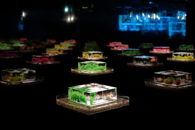 Tokyo: Art Aquarium Museum GINZA Entry Ticket - Entering at Ginza Mitsukoshi
