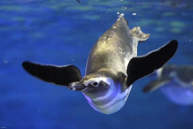 Tokyo Sumida Aquarium E-Ticket with Optional Tokyo Metro Pass - Key points to know before you go