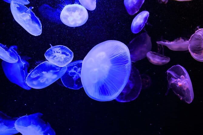 Tokyo Sumida Aquarium E-Ticket with Optional Tokyo Metro Pass - Price and value at $25.45