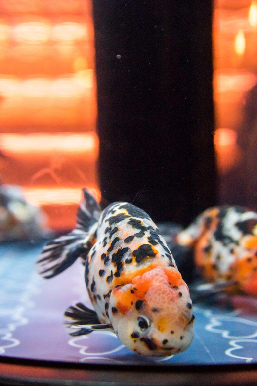 Tokyo: Sumida Aquarium Entry Ticket - Who Will Enjoy Sumida Aquarium Most