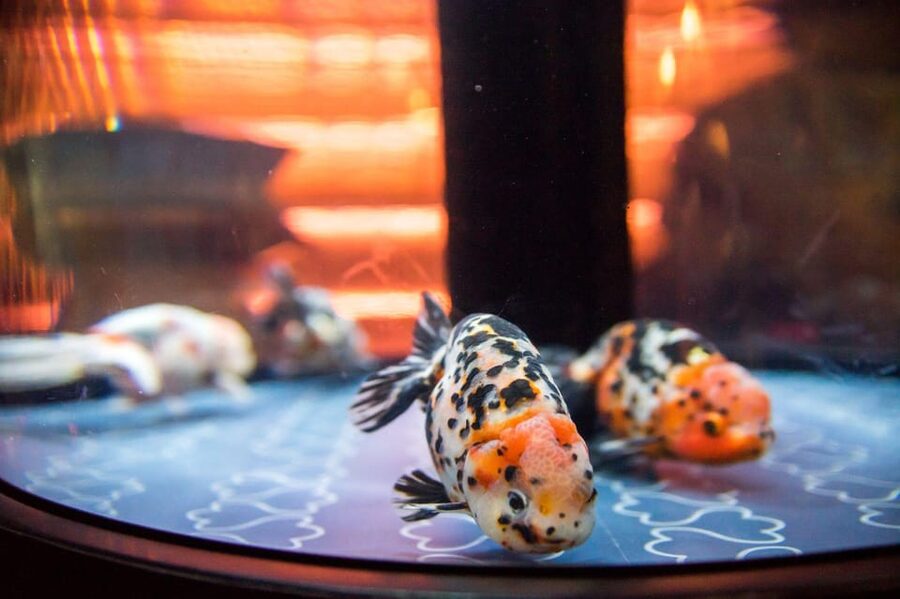 Tokyo: Sumida Aquarium Entry Ticket - A Softer Kind of Tokyo Aquarium