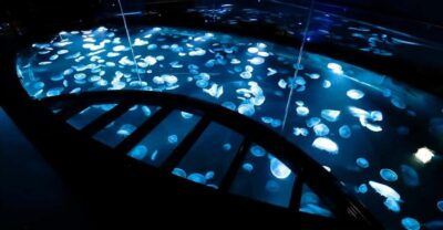 Tokyo: Sumida Aquarium Entry Ticket