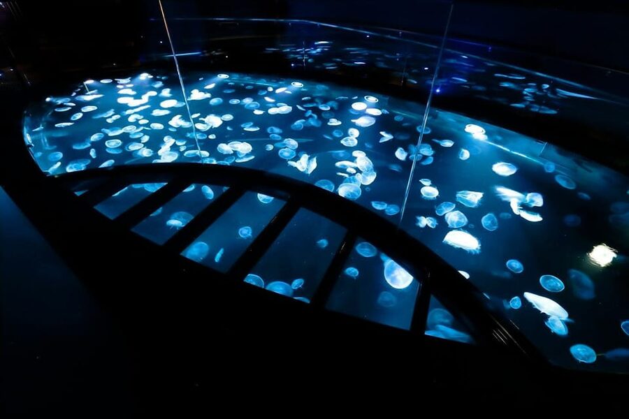 Tokyo: Sumida Aquarium Entry Ticket - Rules That Affect Your Visit