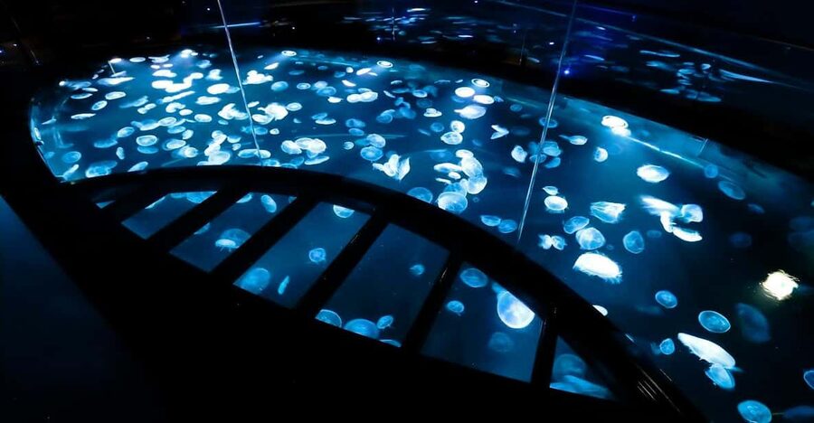 Tokyo: Sumida Aquarium Entry Ticket - Getting Your Bearings at the Start
