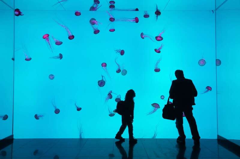 Toronto: Ripley's Aquarium of Canada Entry Ticket - Five things worth knowing before you go