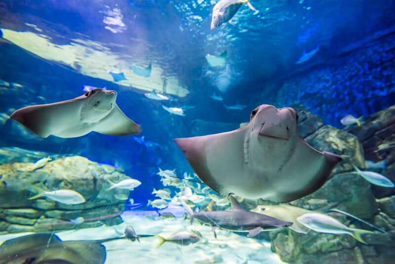 Toronto: Ripley's Aquarium of Canada Entry Ticket - Planet Jellies slows the pace