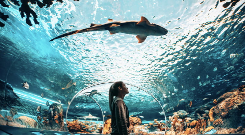 Toronto: Ripley's Aquarium of Canada Entry Ticket - Daily live shows add useful context