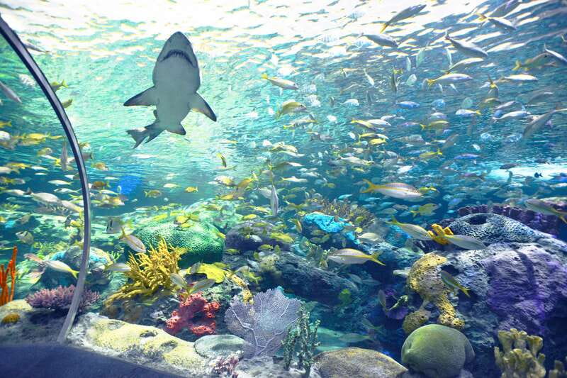 Toronto: Ripley's Aquarium of Canada Entry Ticket - When to visit: morning, afternoon, or after dark