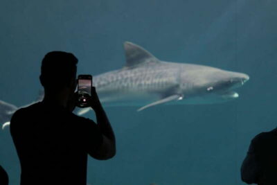 Veracruz: 5-Attraction Tour with Aquarium and Boat Tour