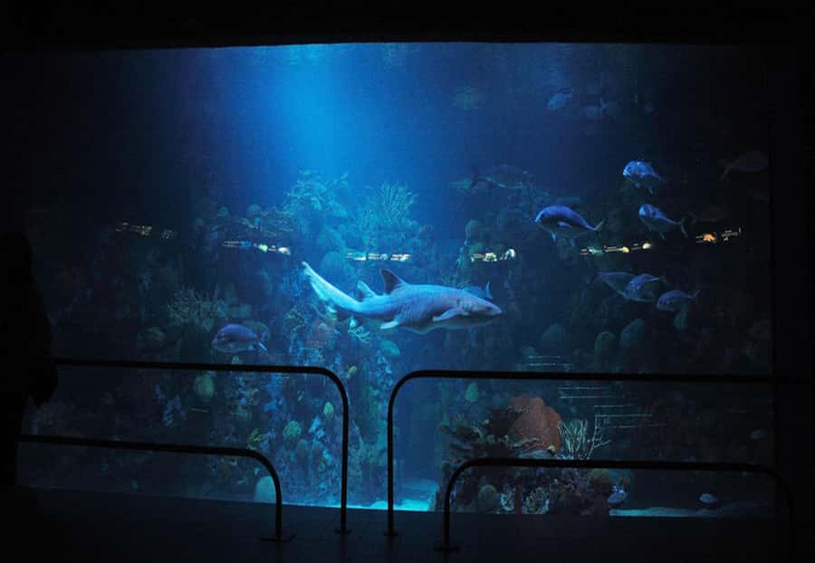 Veracruz: Panoramic Sightseeing City Tour and Aquarium - Plaza Andamar, beaches, and modern Veracruz