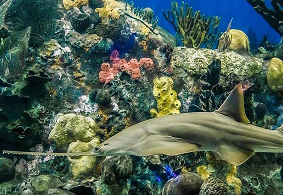 Veracruz: Panoramic Sightseeing City Tour and Aquarium - What the low rating means for your planning