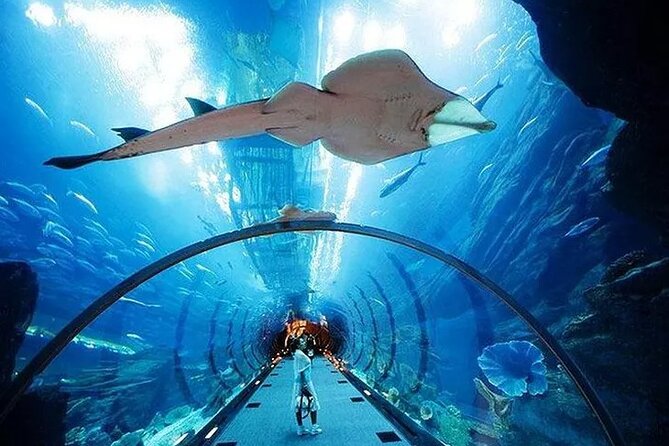 VIP Experience Dubai Aquarium & Underwater Zoo-As per Selection - Underwater Zoo and the famous King Croc