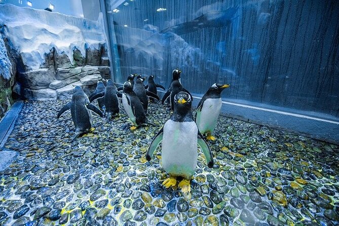 VIP Experience Dubai Aquarium & Underwater Zoo-As per Selection - VIP access, cage snorkeling, and glass-bottom rides