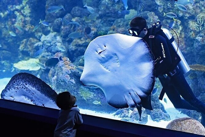 VIP Experience Dubai Aquarium & Underwater Zoo-As per Selection - Walking through the 48-meter underwater tunnel