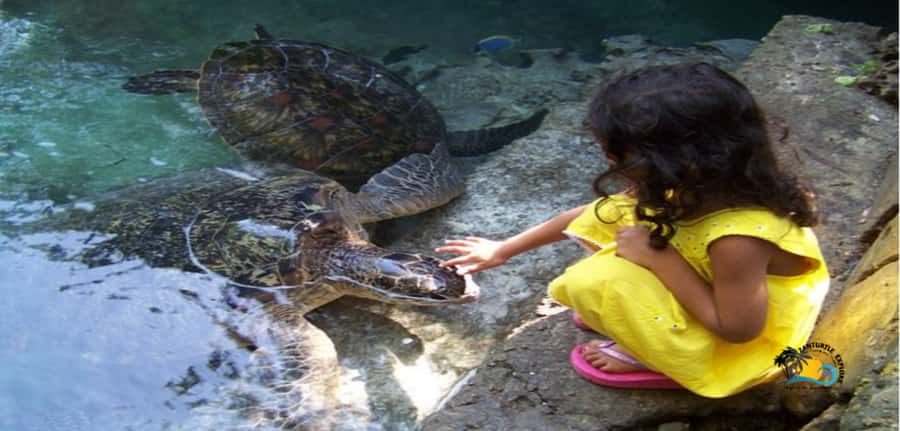 Zanzibar: Baraka Aquarium Feed, Swim & Snorkel with Turtles - Key points to know before you go