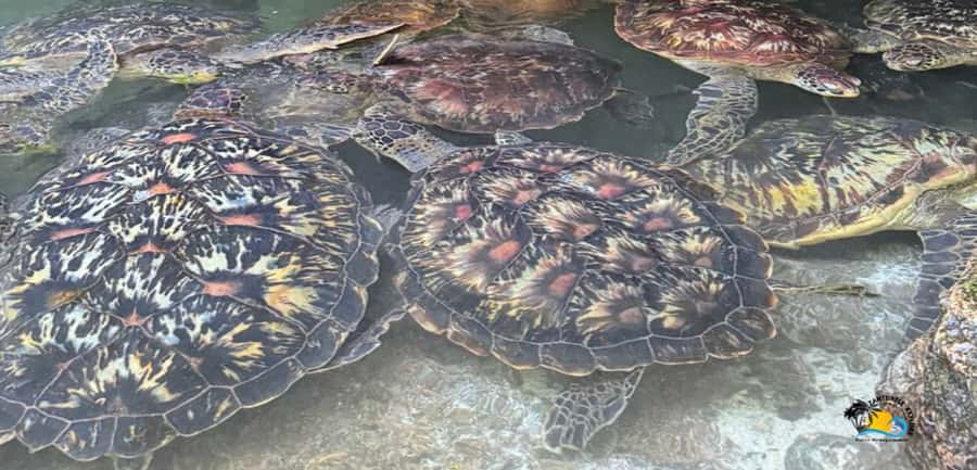 Zanzibar: Baraka Aquarium Feed, Swim & Snorkel with Turtles - What the rehabilitation story adds