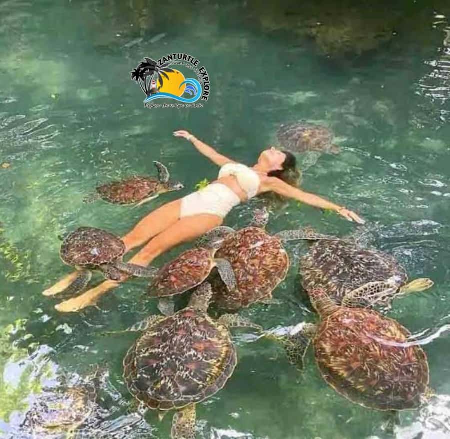 Zanzibar: Baraka Aquarium Feed, Swim & Snorkel with Turtles - Swimming, snorkeling, and taking photographs