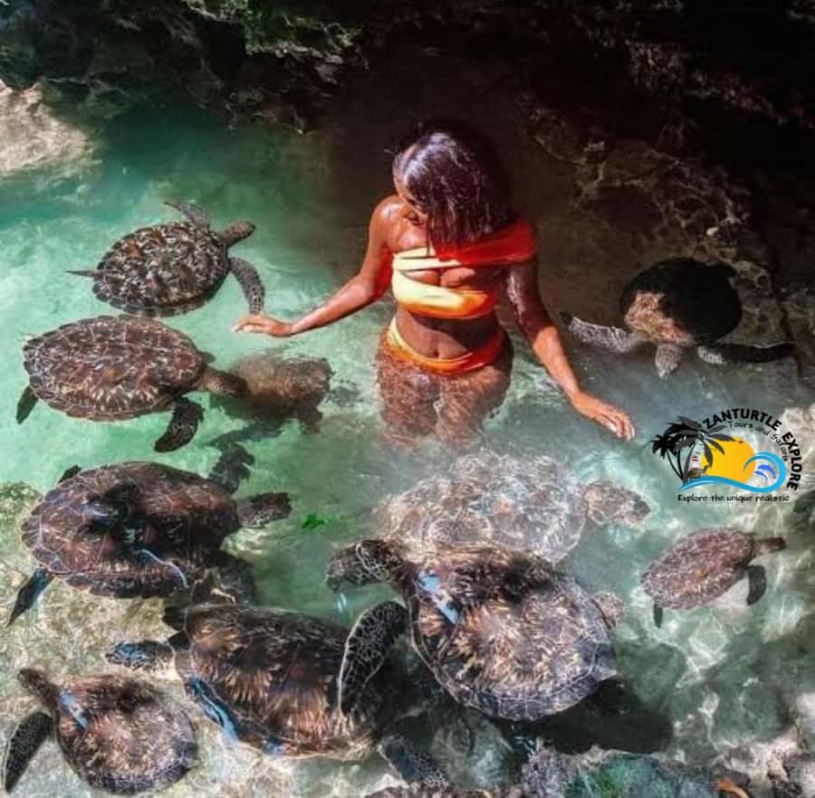 Zanzibar: Baraka Aquarium Feed, Swim & Snorkel with Turtles - Should you book the Baraka Aquarium turtle swim?