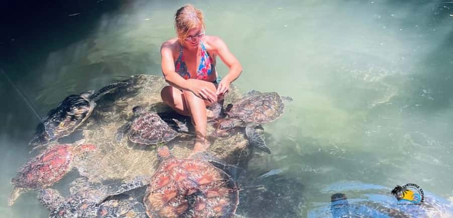 Zanzibar: Baraka Aquarium Feed, Swim & Snorkel with Turtles - The coral-rock pool and the turtle encounter