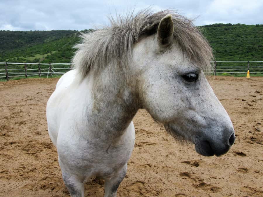 Zanzibar: Horseback Riding and Turtle Aquarium Visit - What this Zanzibar day trip actually offers
