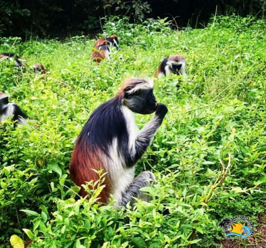 Zanzibar: Jozani Forest, Kuza Cave & Salaam Cave Aquarium - How the three stops work together