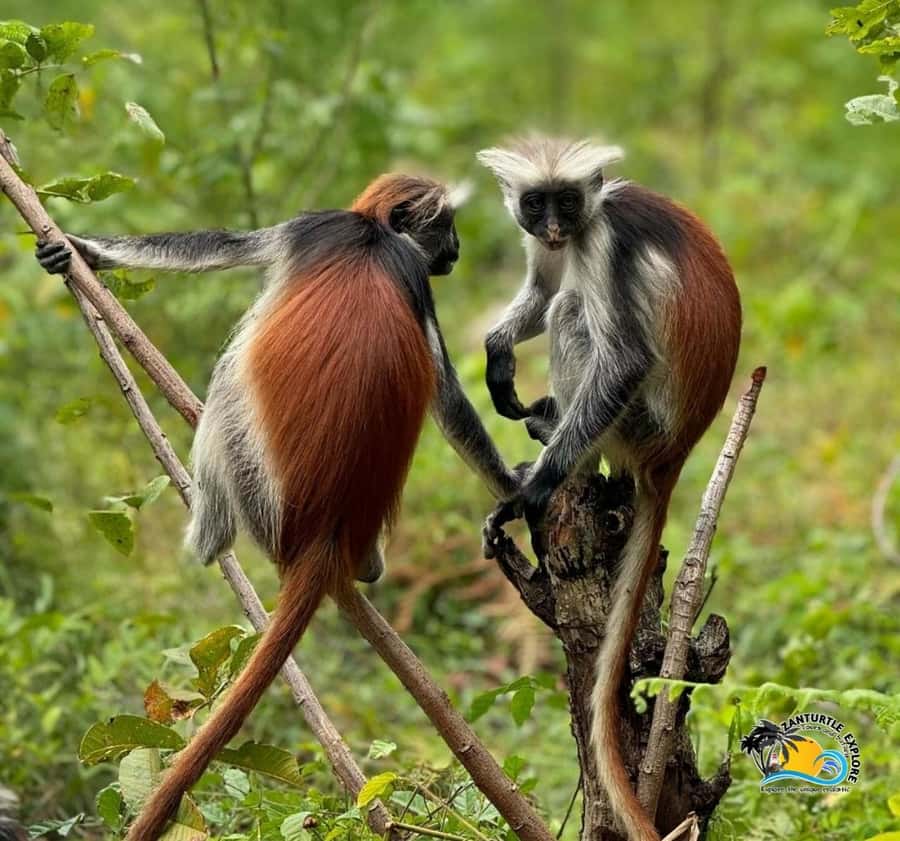 Zanzibar: Jozani Forest, Kuza Cave & Salaam Cave Aquarium - Transport, timing, and the small details