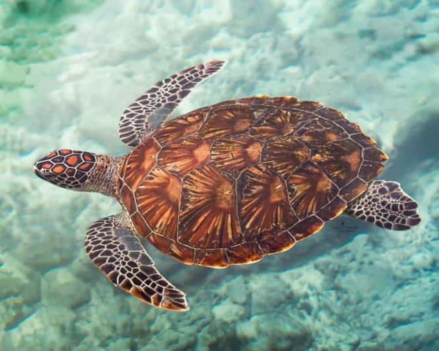ZANZIBAR: Mnemba island, Baraka aquarium and spice farm - A full day that mixes sea and soil