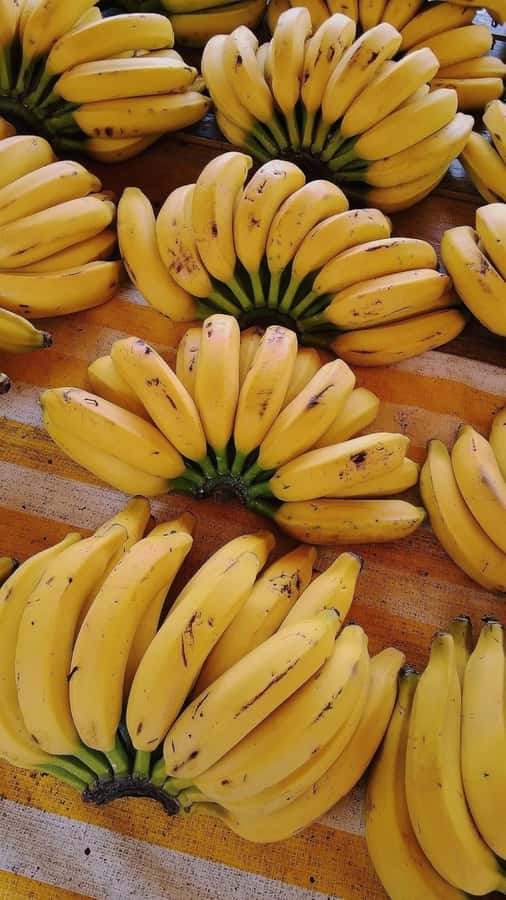 ZANZIBAR: Mnemba island, Baraka aquarium and spice farm - What makes the spice farm worthwhile