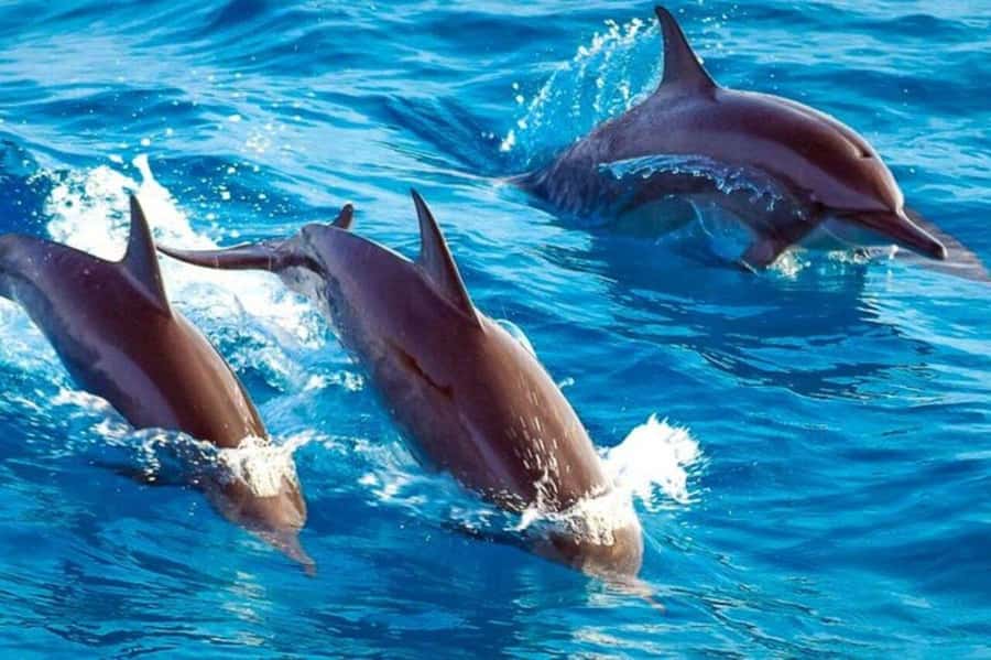 ZANZIBAR: Mnemba Island Snorkeling & Turtle Aquarium Tour - Key points before you book