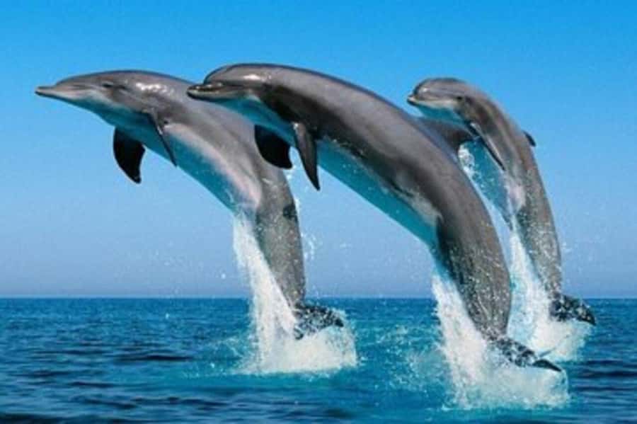 ZANZIBAR: Mnemba Island Snorkeling & Turtle Aquarium Tour - A full day from Nungwi or Muyuni Beach