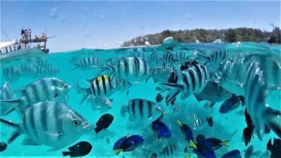ZANZIBAR: Mnemba Island Snorkeling & Turtle Aquarium Tour
