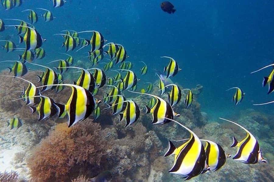ZANZIBAR: Mnemba Island Snorkeling & Turtle Aquarium Tour - What the $115 price really includes