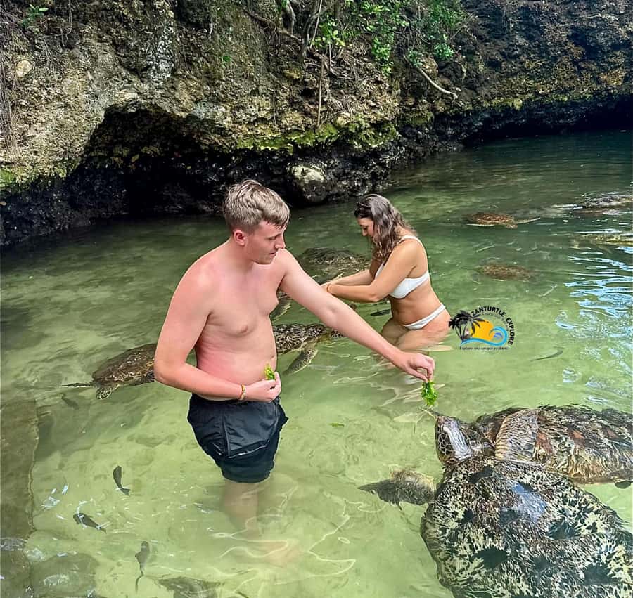 Zanzibar: Nungwi Mnarani Aquarium Feed and Swim with Turtles - Key points to know before you book