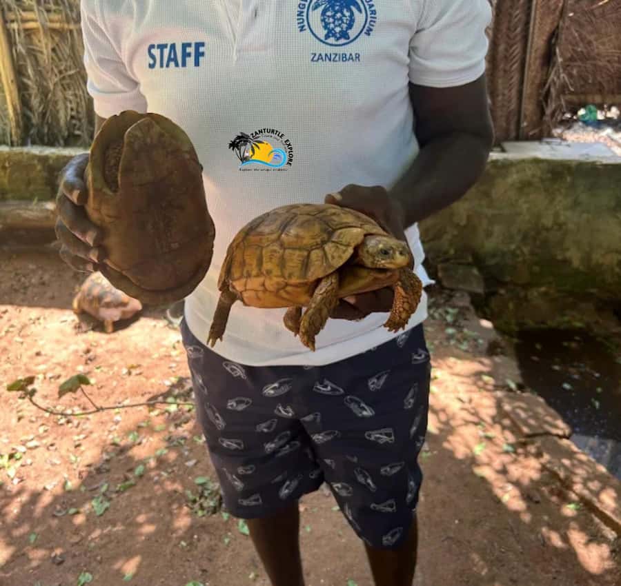 Zanzibar: Nungwi Mnarani Aquarium Feed and Swim with Turtles - Should you book the Mnarani turtle experience?