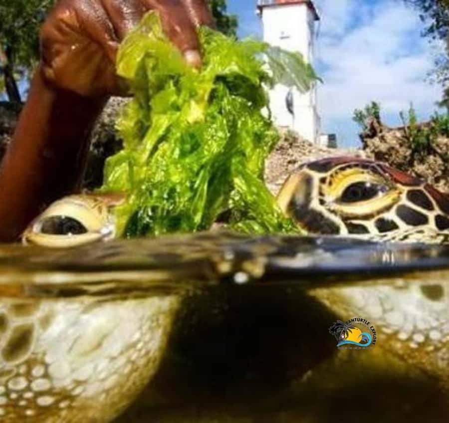 Zanzibar: Nungwi Mnarani Aquarium Feed and Swim with Turtles - Feeding, swimming, or taking the clear kayak