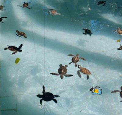 Zanzibar: Nungwi Mnarani Aquarium Feed and Swim with Turtles