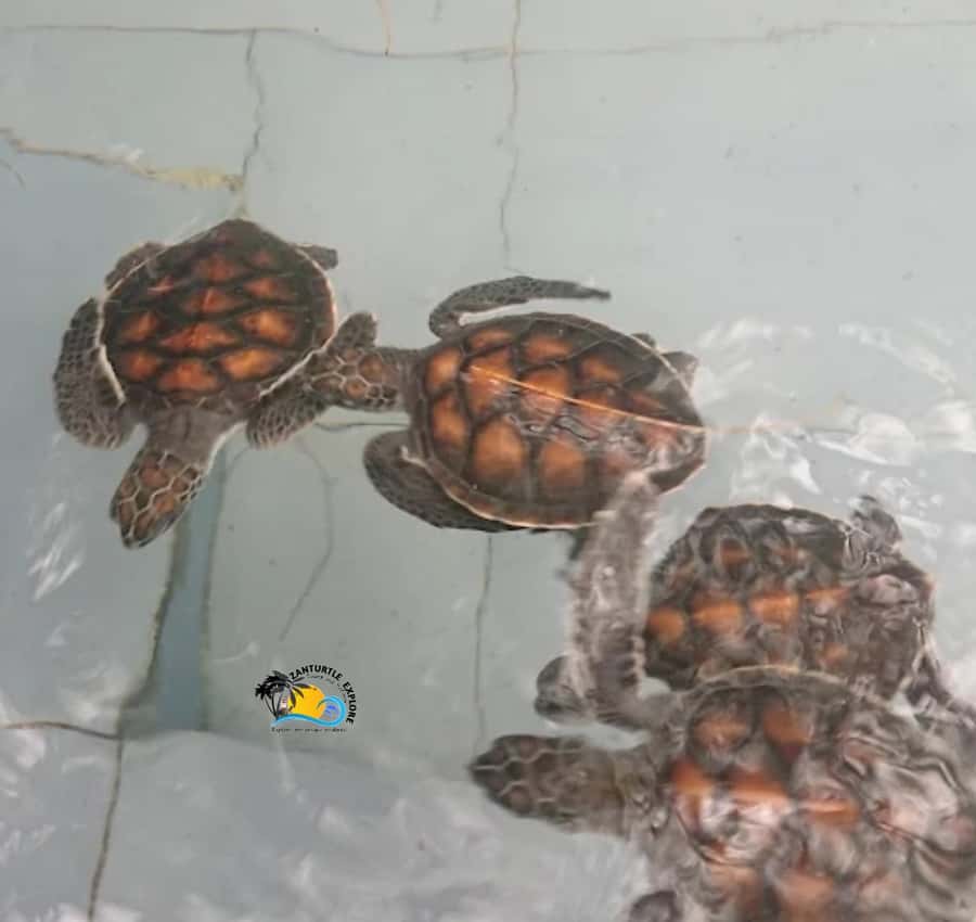 Zanzibar: Nungwi Mnarani Aquarium Feed and Swim with Turtles - Why the guide can make or break the visit