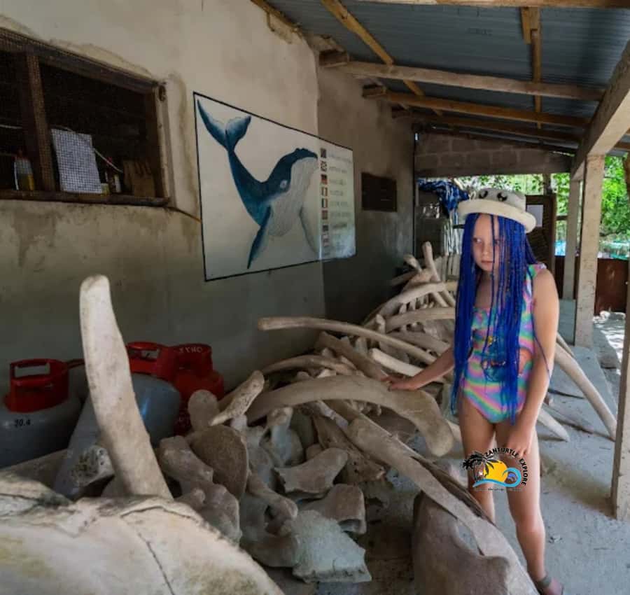 Zanzibar: Nungwi Mnarani Aquarium Feed and Swim with Turtles - Booking details that deserve a careful check