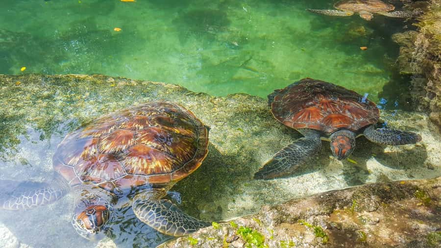 Zanzibar: Nungwi Turtle Aquarium Guided Half-Day Trip - Feeding the turtles and entering the water