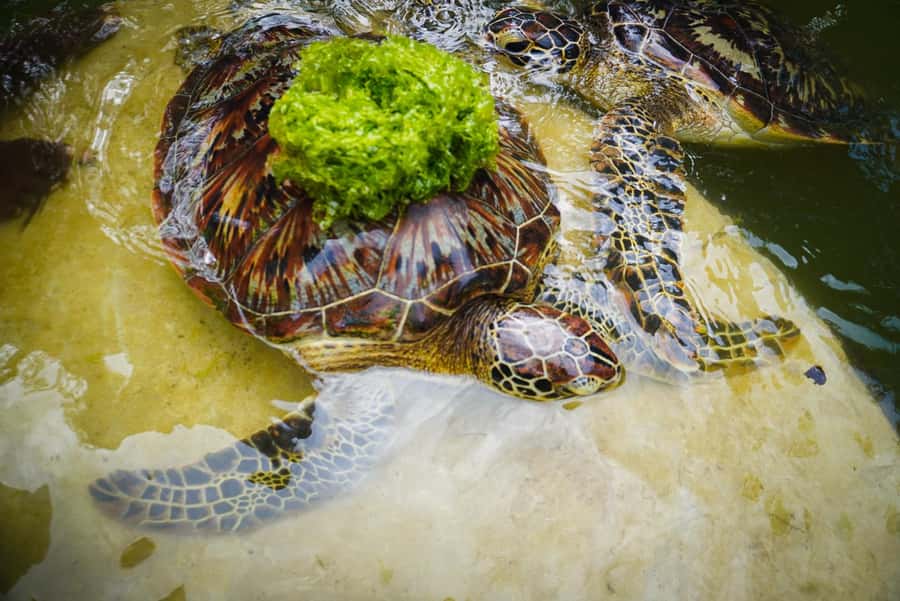 Zanzibar: Nungwi Turtle Aquarium Guided Half-Day Trip - The Nungwi Turtle Aquarium and its coral-rock pool