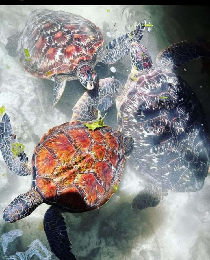 Zanzibar: Swim with Sea Turtles at Baraka or Salaam Aquarium - Key points to know before booking