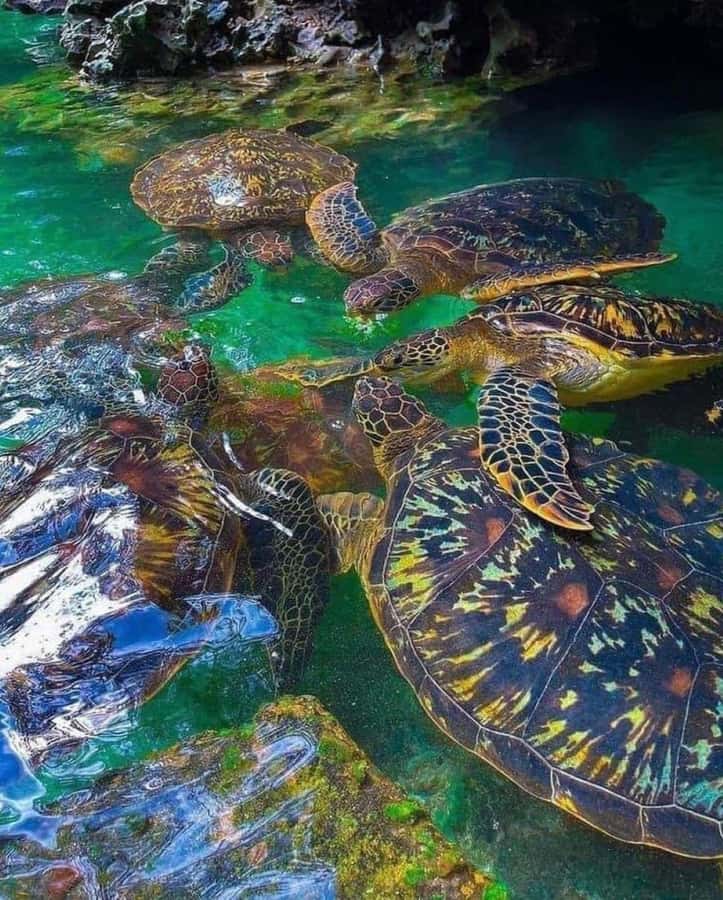 Zanzibar: Swim with Sea Turtles at Baraka or Salaam Aquarium - Choosing between Baraka and Salaam Aquarium