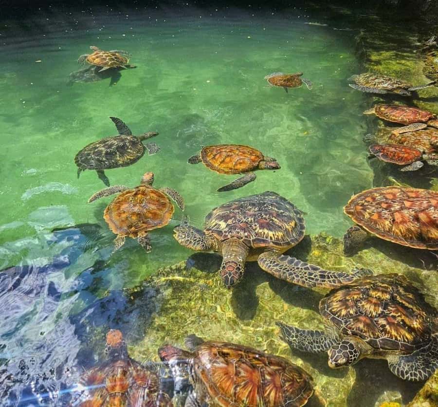 Zanzibar: Swim with Sea Turtles at Baraka or Salaam Aquarium - Meeting the turtles in the water