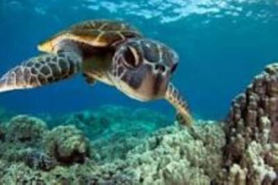 Zanzibar: Swim with Sea Turtles at Baraka or Salaam Aquarium
