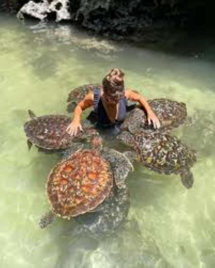Zanzibar: Swim with Sea Turtles at Baraka or Salaam Aquarium - Why an early start makes sense