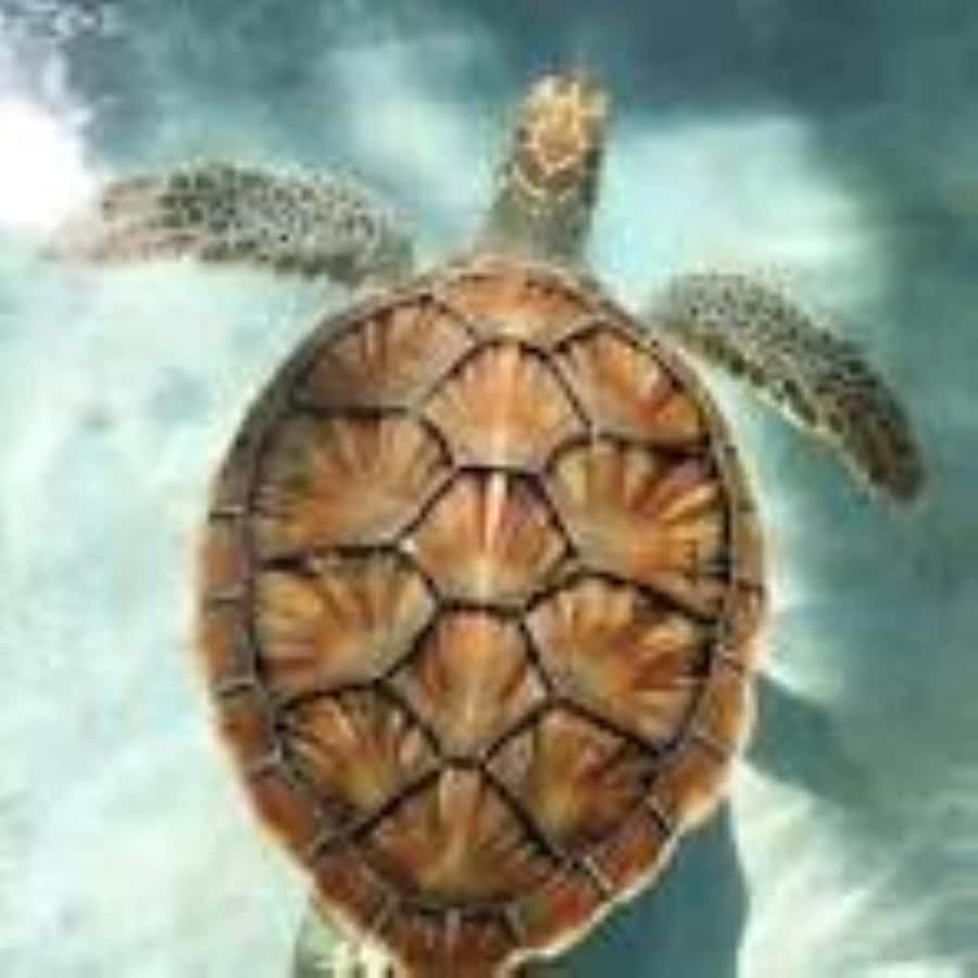 Zanzibar: Swim with Sea Turtles at Baraka or Salaam Aquarium - The guides and the value of the private format