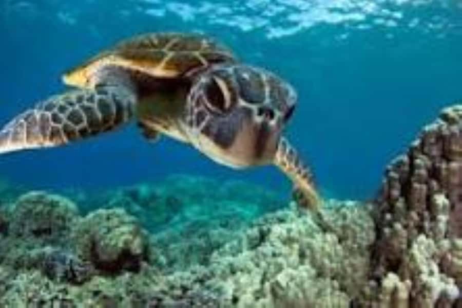 Zanzibar: Swim with Sea Turtles at Baraka or Salaam Aquarium - What the three-hour outing feels like
