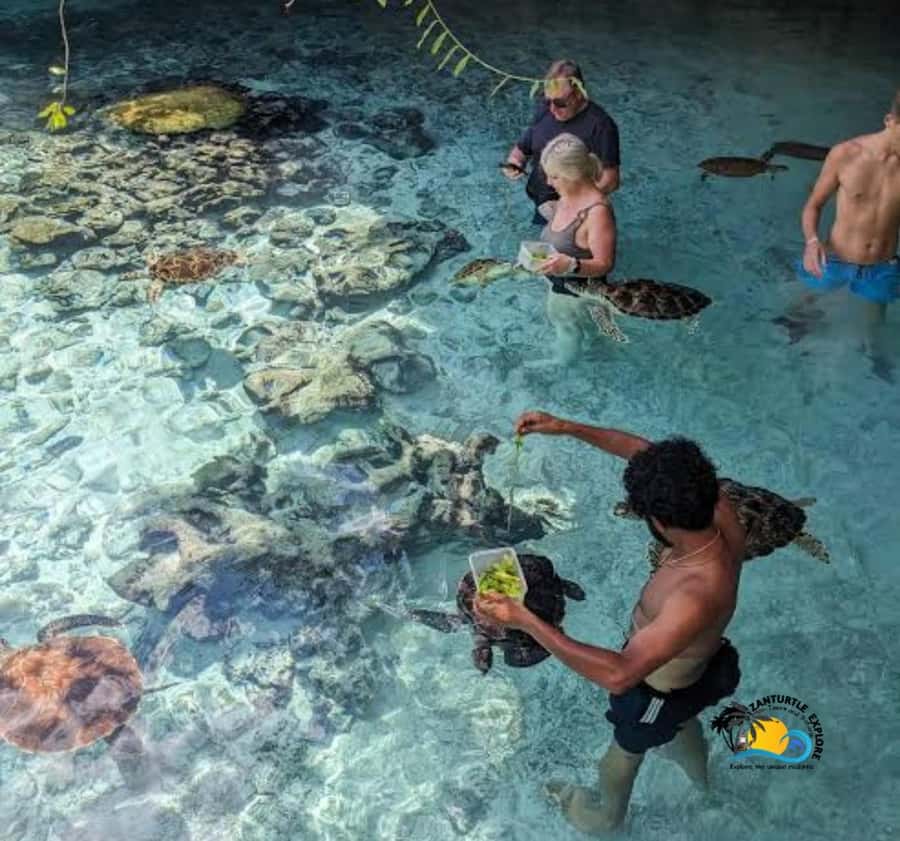 Zanzibar: Swimming with Turtles at Salaam Cave Aquarium - Key points to know before you go