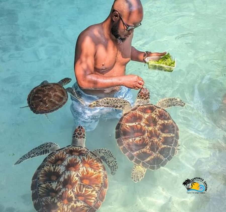 Zanzibar: Swimming with Turtles at Salaam Cave Aquarium - Conservation value, with a clear-eyed view