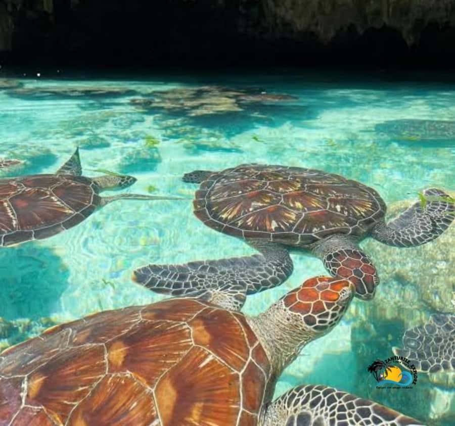 Zanzibar: Swimming with Turtles at Salaam Cave Aquarium - The turtle encounter: close, clear, and carefully managed
